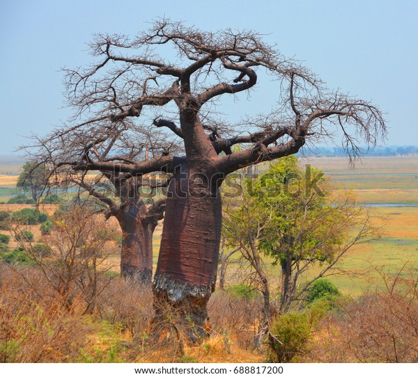 Baobab Boab Boaboa Tree Photo (Edit Now) 688817200