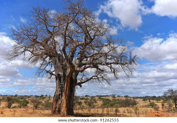 Baobab Boab Boaboa Bottle Upsidedown Stock Photo (Edit Now) 91262555