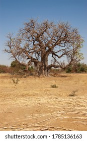 Baobab In Burkina Faso. On The Road Between Ouagadougou And Kaya