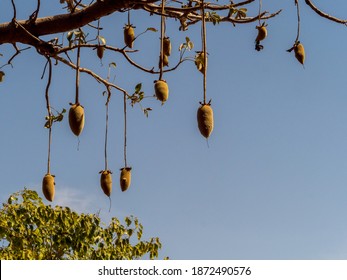 Baobab fruit on the baobab tree. Tree of happiness, Senegal. Africa. - Shutterstock ID 1872490576