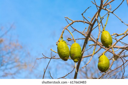 Baobab fruits