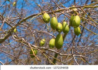 Baobab fruits on the branches