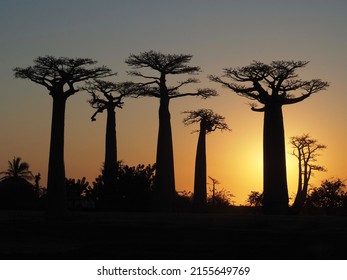 The Baobab of Madagascar during sunset, in the tourist area of ​​Morondava, southwestern part of Madagascar.