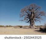 A baobab in Makgadikgadi Pans, Botswana