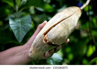 Baobab or monkey bread,fruits have medicinal properties.