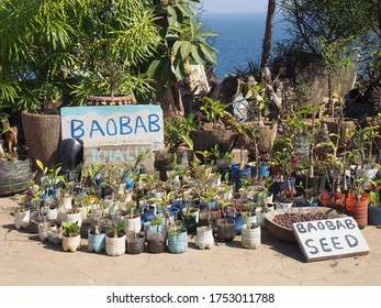 Baobab Seeds And Seedlings, Goree Island, Dakar, Senegal