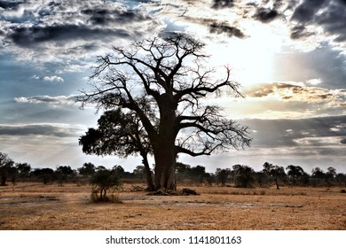 Baobab In Selous Game Reserve, Tanzania