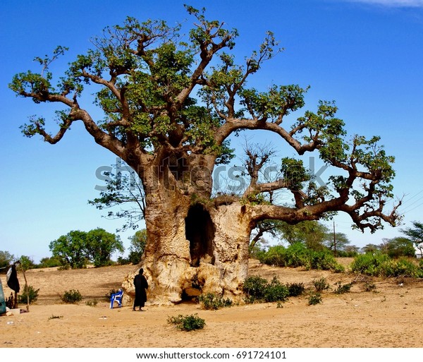 Baobab Senegal Stock Photo (Edit Now) 691724101
