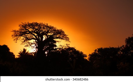
Baobab silhouette against an orange sky at sunset. Tropical nature.   Authentic travel photo. Tropical beach holiday on Zanzibar island.