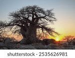 Baobab silhouetted in the sunset, Kubu Island