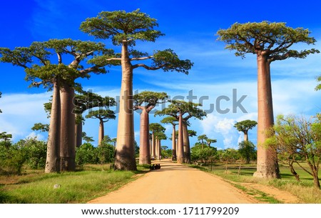 baobab street , madagascar africa