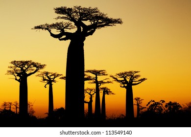 baobab sunset silhouette Madagascar