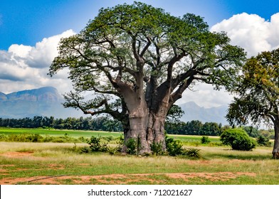 Baobab Tree