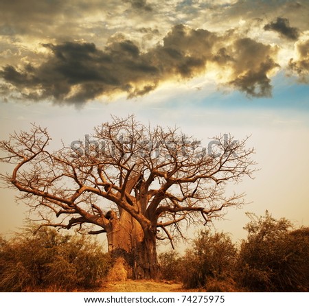 baobab tree