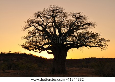 baobab tree against sunset, Mapungubwe national park,south africa