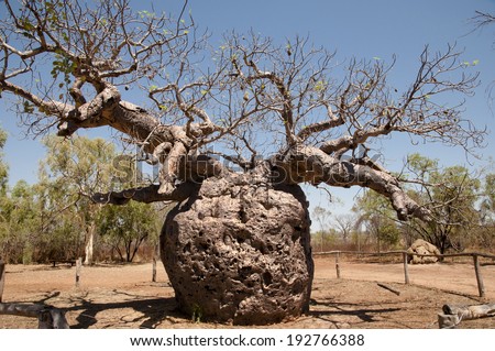 Baobab Tree - Australia