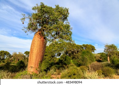 Baobab tree with fruit and leaves in an African landscape in summer