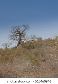 Baobab Tree In The Genus Adansonia. The Generic Name Honors Michel Adanson, The French Naturalist And Explorer Who Described Adansonia Digitata, Kruger National Park, South Africa