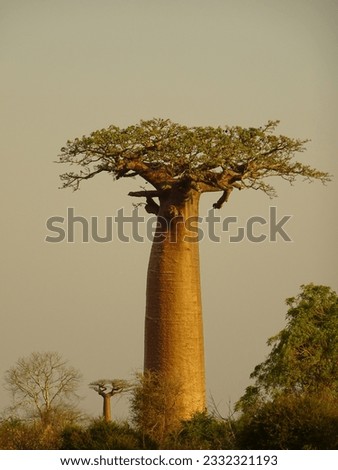 Baobab tree illuminated by the setting sun in Morondava (Madagascar)