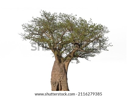 Baobab tree isolated on white background