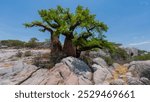 Baobab tree at Kubu Island, Makgadikgadi Pan, Botswana