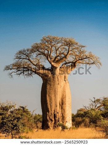Similar – Image, Stock Photo Majestic Baobab Tree by the Shore at Praia Emilia