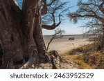 Baobab tree on the edge of the Makgadikgadi salt pan in Botswana