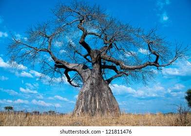 Baobab Tree, Ruaha National Park, Tanzania.