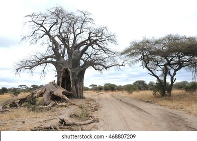 Baobab Tree In Serengeti, Tanzania