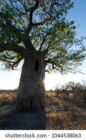 Baobab tree at sunset