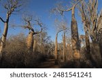 Baobab trees (Adansonia sp) in spiny forest in morning light

Parc Mosa, Ifaty, Madagascar                 November