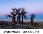 Baobab trees at Kubu Island after sunset