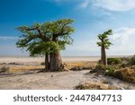 Baobab Trees in Kubu Island, Botswana