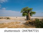 Baobab Trees in Kubu Island, Botswana