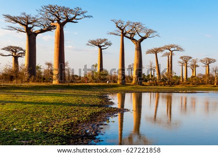 Baobab trees near Morondava Madacascar
