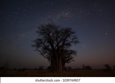 Oak Trees Bright Starry Night Constellations Stock Photo 1252018027 ...