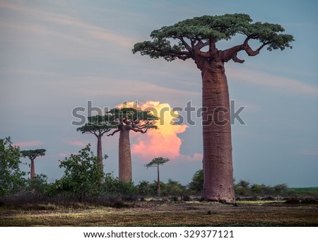 Baobab trees at sunset. Madagascar