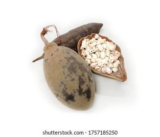 Baobab Whole Dry Fruit from Sudan