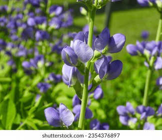 Baptisia australis (Blue Wild Indigo) Native North American Prairie Wildflower - Shutterstock ID 2354376897