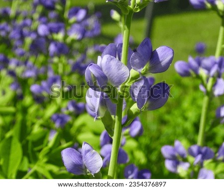 Baptisia australis (Blue Wild Indigo) Native North American Prairie Wildflower
