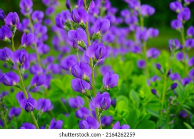 Baptisia australis commonly known as blue wild indigo or blue false indigo - Shutterstock ID 2164262259