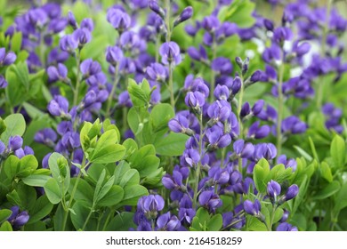 Baptisia australis, commonly known as blue wild indigo in flower.  - Shutterstock ID 2164518259