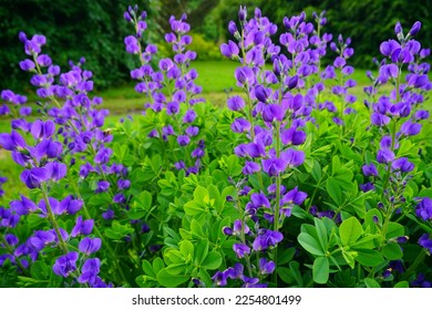 Baptisia australis commonly known as blue wild indigo or blue false indigo - Shutterstock ID 2254801499