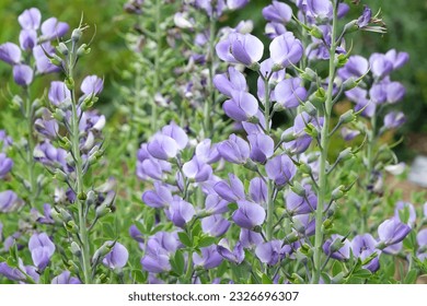 Baptisia australis, commonly known as blue wild indigo or blue false indigo in flower. - Shutterstock ID 2326696307
