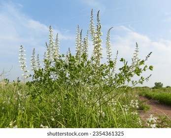 Baptisia lactea (White Wild Indigo) Native North American Prairie Wildflower - Shutterstock ID 2354361325
