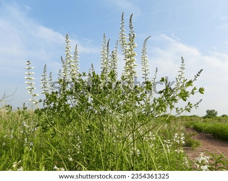 Baptisia lactea (White Wild Indigo) Native North American Prairie Wildflower