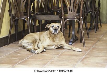 Bar Dog Sitting Inside, Adopt Animals