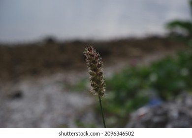 A Bar Of Millet Grass As A Weed