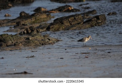 Bar Tailed Godwit (a Type Of Wading Bird) Feeds At Low Tide On Sandy Beach