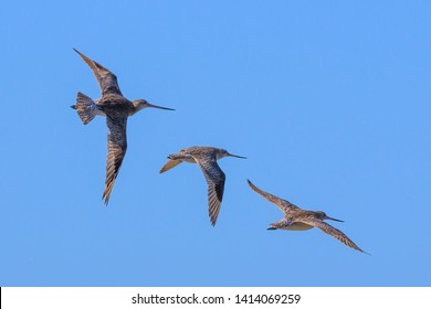 Bar Tailed Godwit In Australasia